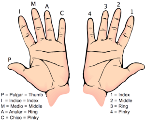 Finger Names - FusionHarmony