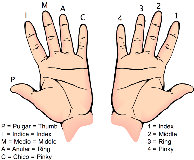 Finger Names FusionHarmony